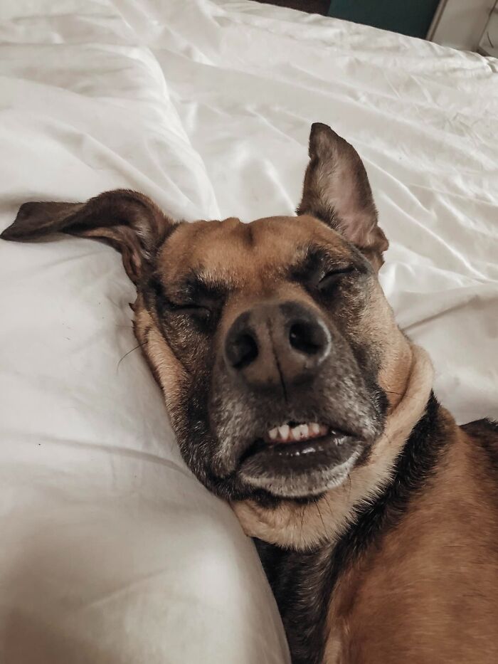 44 Adorable Pics Of Unhinged Pets Who Woke Up And Chose Absolute Chaos That Day