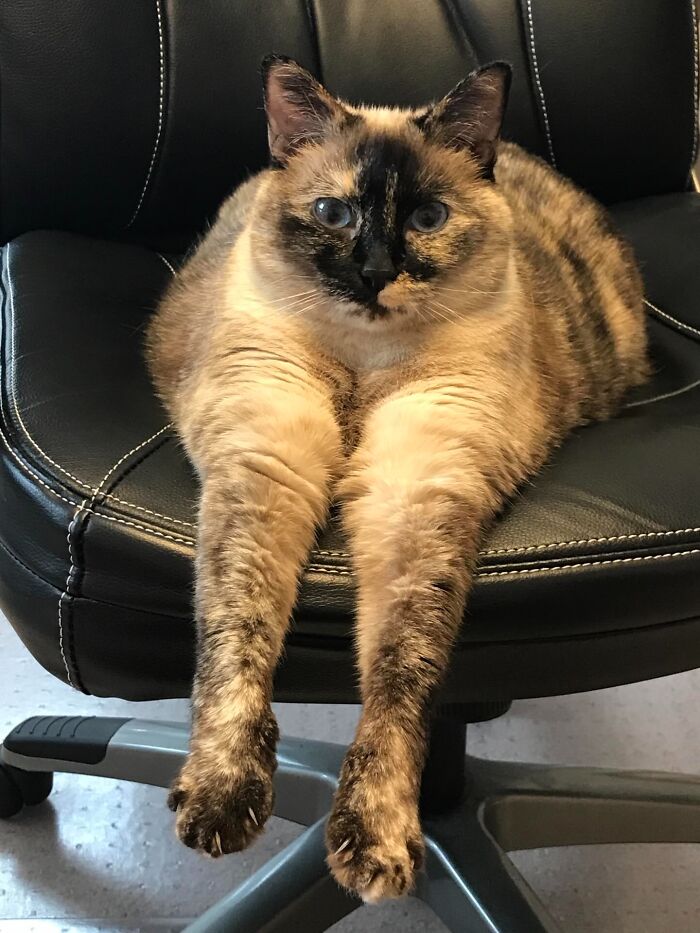 44 Adorable Pics Of Unhinged Pets Who Woke Up And Chose Absolute Chaos That Day