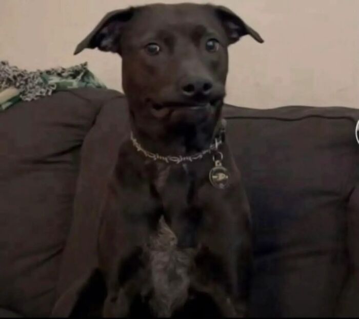 44 Adorable Pics Of Unhinged Pets Who Woke Up And Chose Absolute Chaos That Day