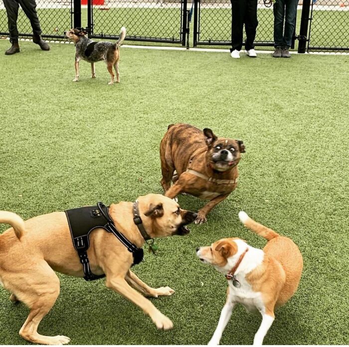 44 Adorable Pics Of Unhinged Pets Who Woke Up And Chose Absolute Chaos That Day