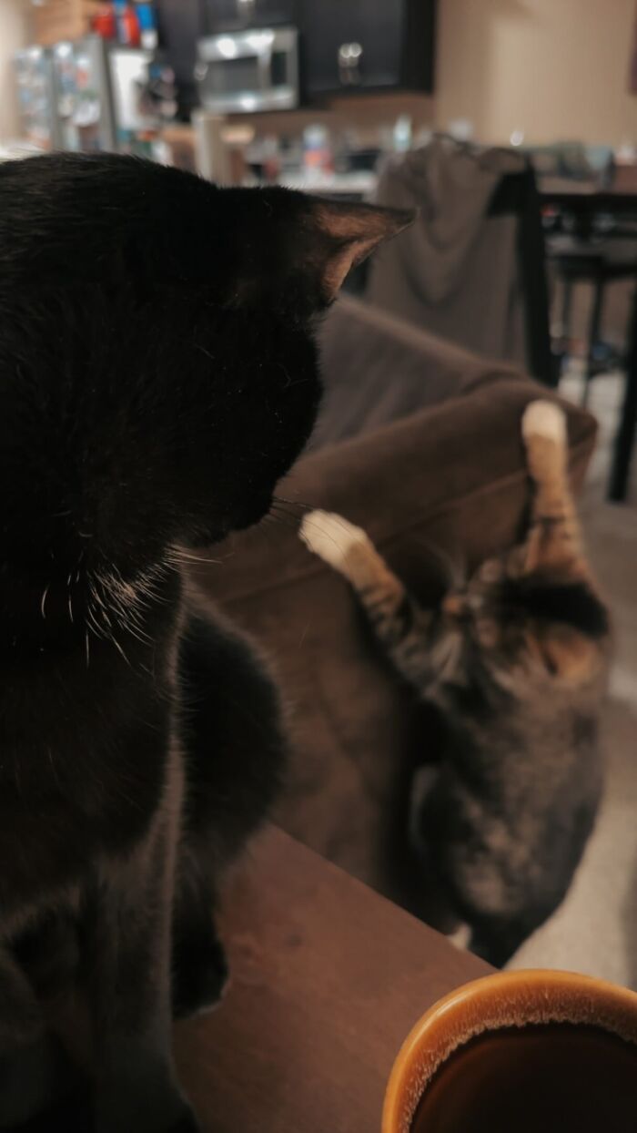 44 Adorable Pics Of Unhinged Pets Who Woke Up And Chose Absolute Chaos That Day