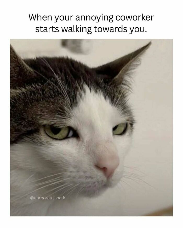 53 Work Memes To Help You Survive Another Meeting That Should&rsquo;ve Been An Email