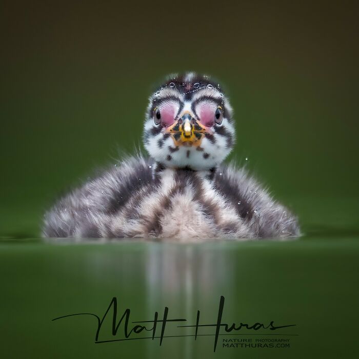 33 Stunning Bird Close-Ups By Matt Huras That Show Off Their Quirky Characters