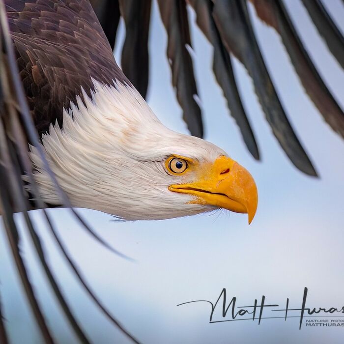33 Stunning Bird Close-Ups By Matt Huras That Show Off Their Quirky Characters