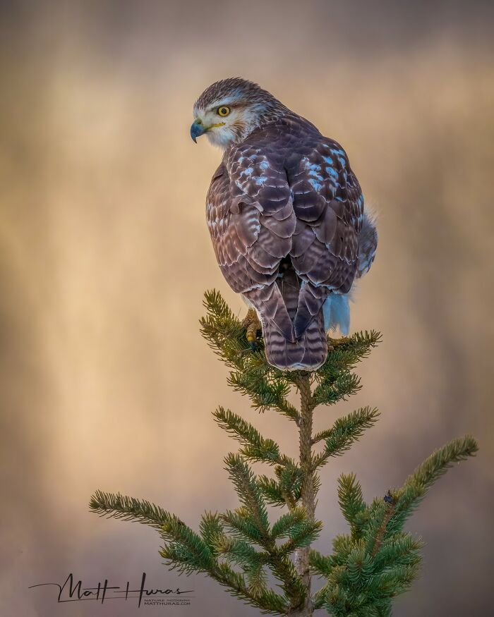33 Stunning Bird Close-Ups By Matt Huras That Show Off Their Quirky Characters