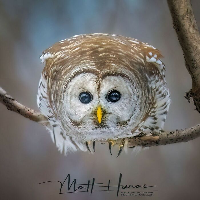 33 Stunning Bird Close-Ups By Matt Huras That Show Off Their Quirky Characters