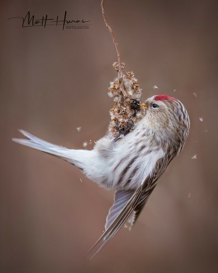 33 Stunning Bird Close-Ups By Matt Huras That Show Off Their Quirky Characters