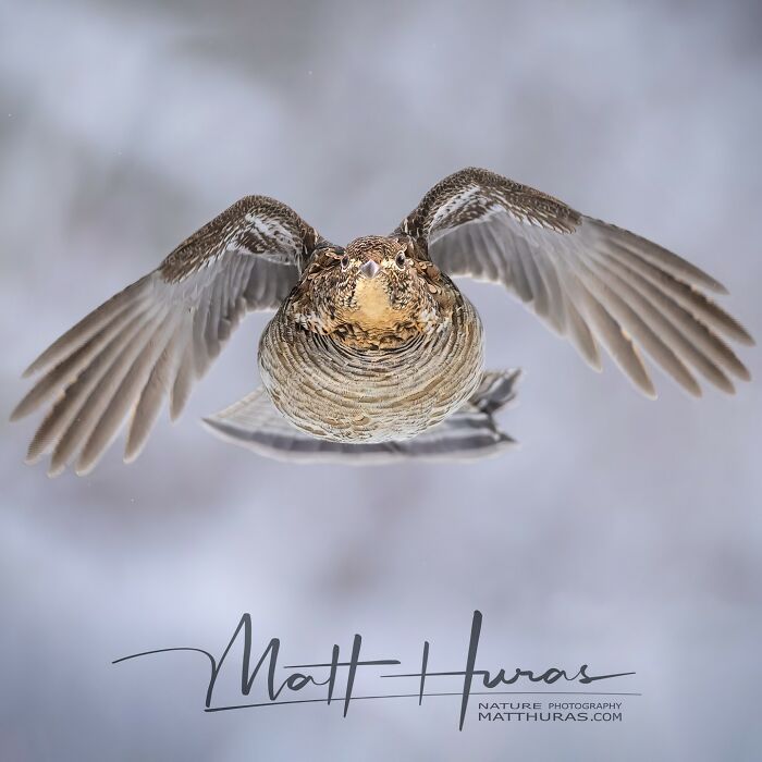 33 Stunning Bird Close-Ups By Matt Huras That Show Off Their Quirky Characters
