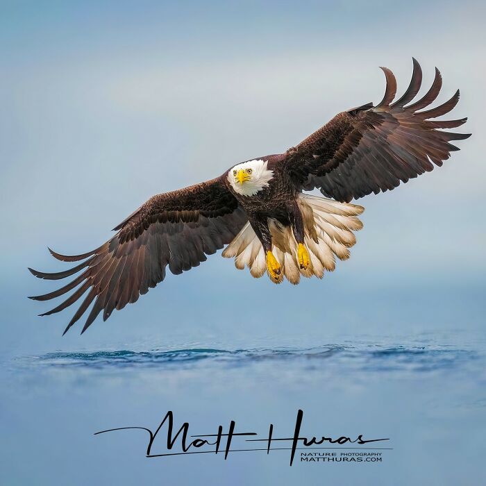 33 Stunning Bird Close-Ups By Matt Huras That Show Off Their Quirky Characters