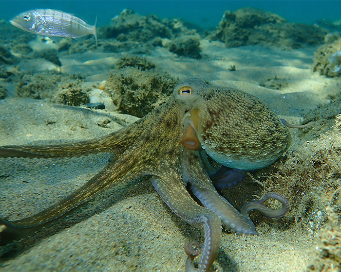 Scientists Baffled After World Guinness ‘Oldest’ Octopus Turns Out To Not Be An Octopus At All