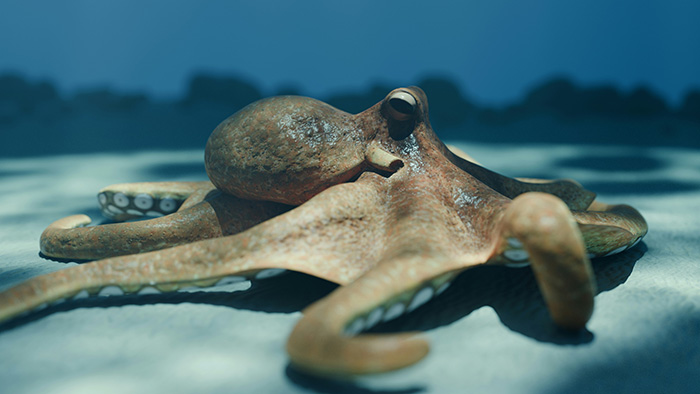 Scientists Baffled After World Guinness ‘Oldest’ Octopus Turns Out To Not Be An Octopus At All