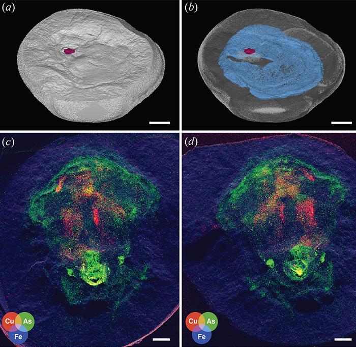 Scientists Baffled After World Guinness ‘Oldest’ Octopus Turns Out To Not Be An Octopus At All