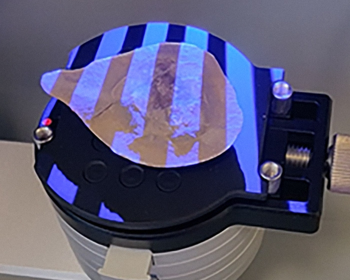 Scientists Baffled After World Guinness ‘Oldest’ Octopus Turns Out To Not Be An Octopus At All