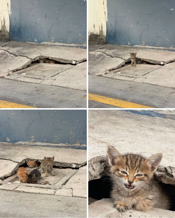 This Page Shares Everything Cats, And Here Are 65 Of Their Hilarious Photos And Memes