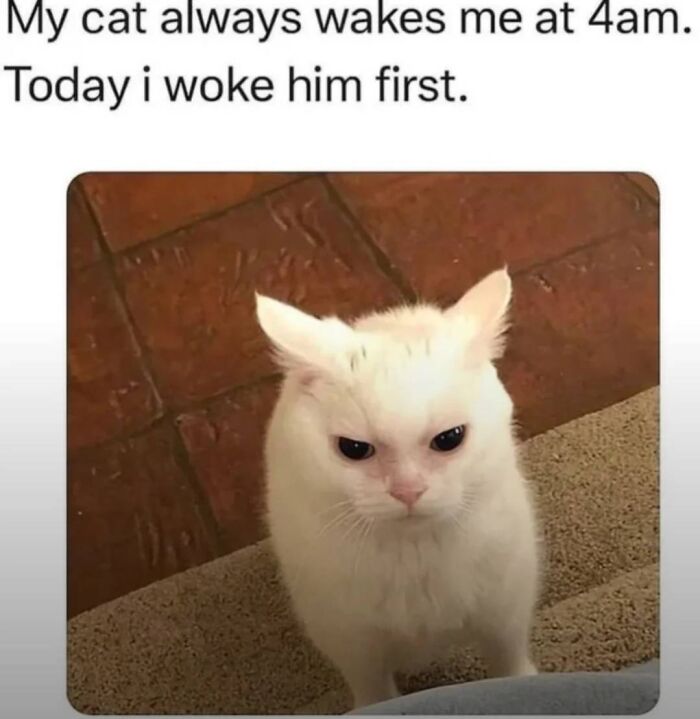 This Page Shares Everything Cats, And Here Are 65 Of Their Hilarious Photos And Memes