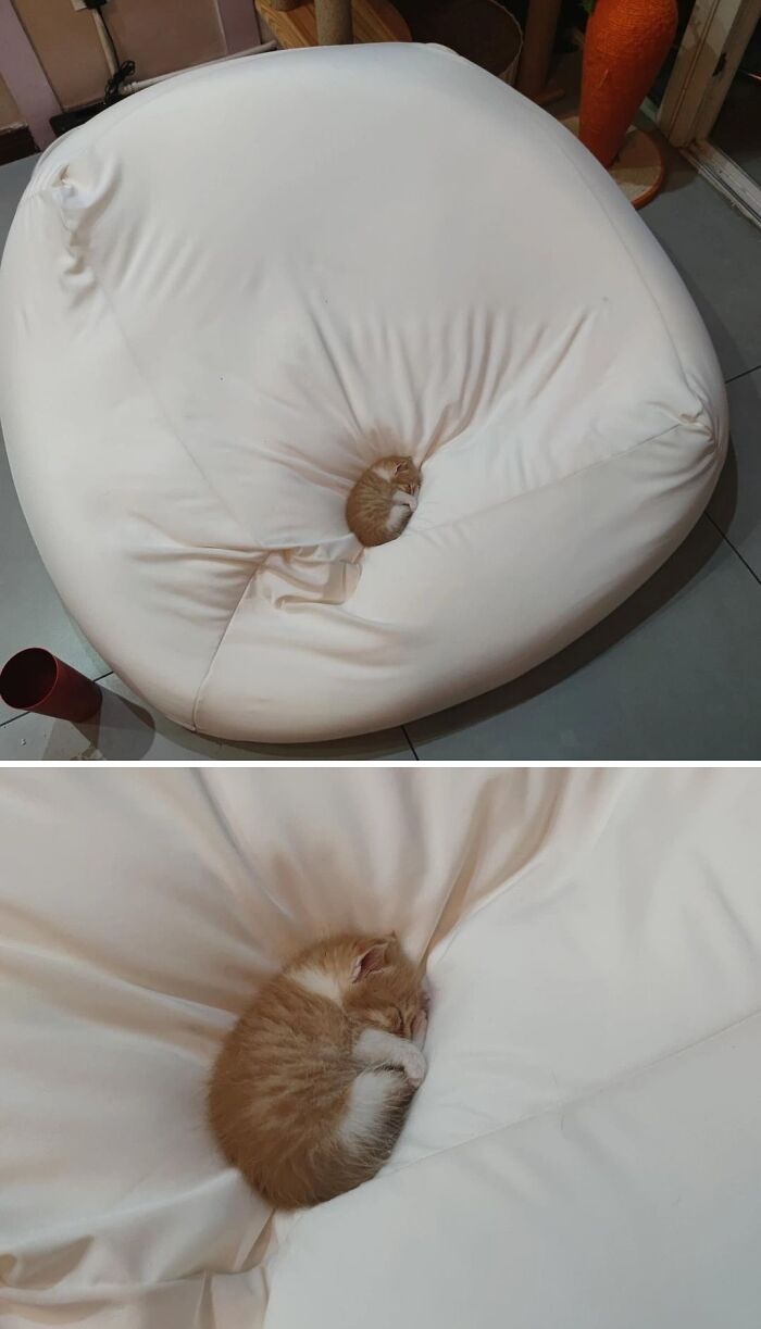 This Page Shares Everything Cats, And Here Are 65 Of Their Hilarious Photos And Memes