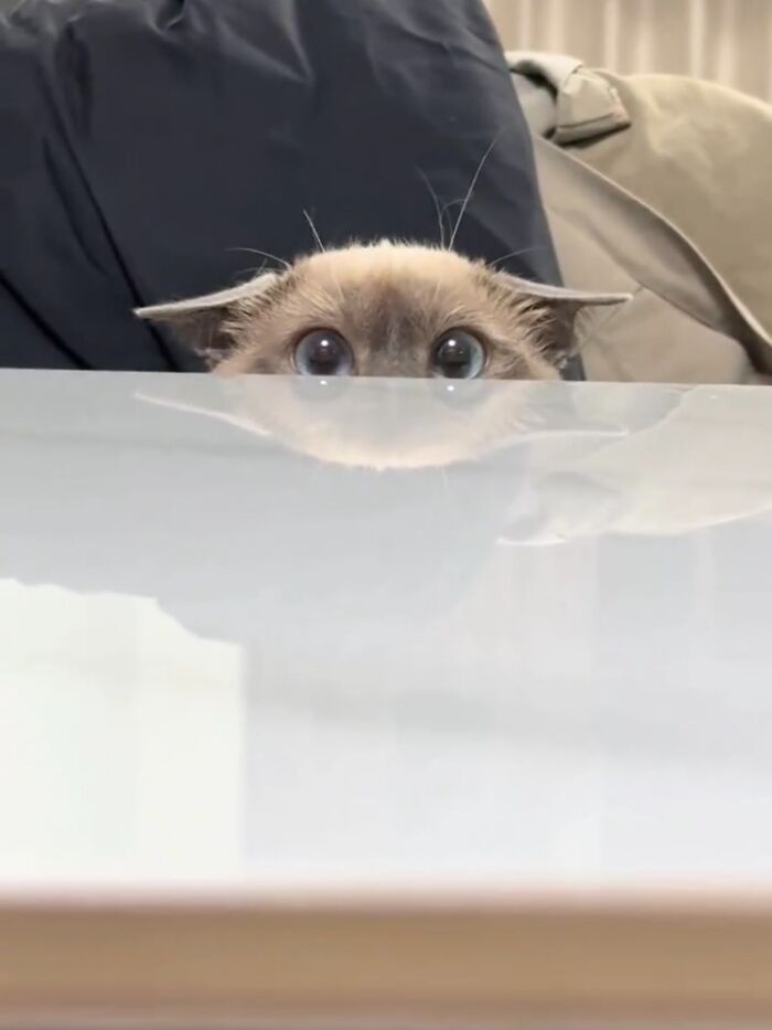 This Page Shares Everything Cats, And Here Are 65 Of Their Hilarious Photos And Memes