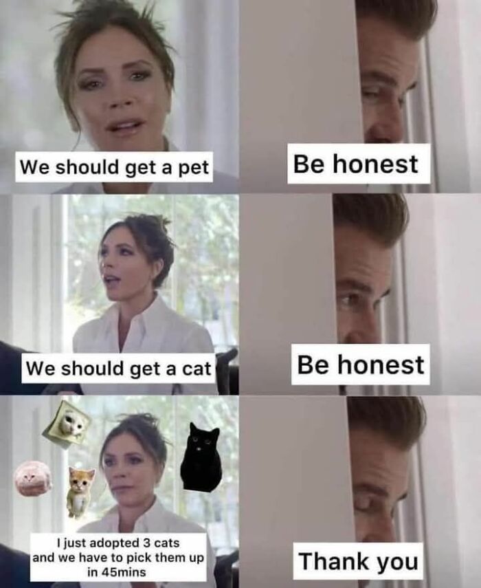 This Page Shares Everything Cats, And Here Are 65 Of Their Hilarious Photos And Memes