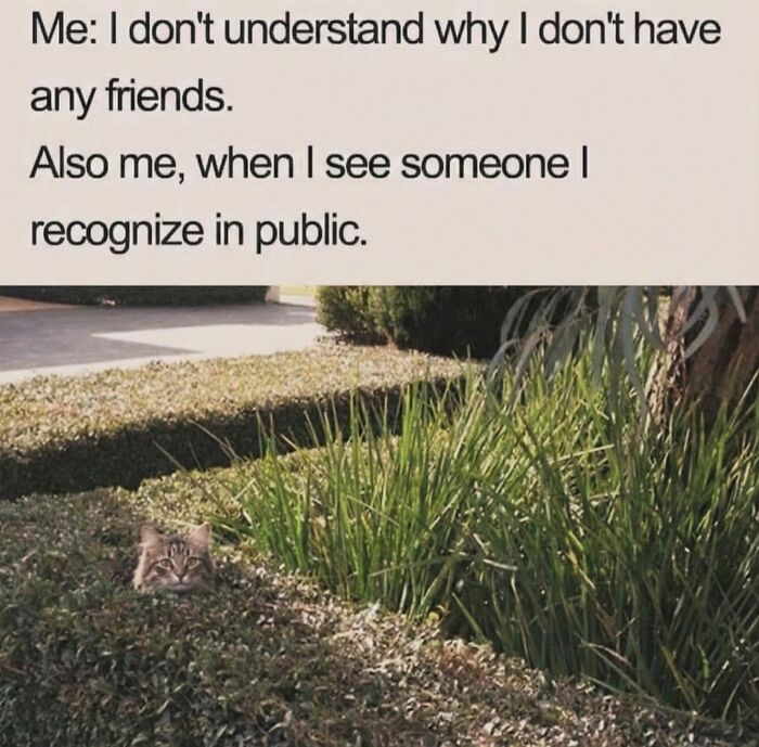 This Page Shares Everything Cats, And Here Are 65 Of Their Hilarious Photos And Memes