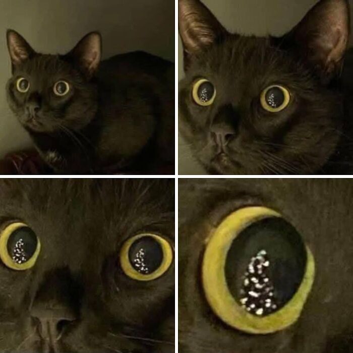 This Page Shares Everything Cats, And Here Are 65 Of Their Hilarious Photos And Memes