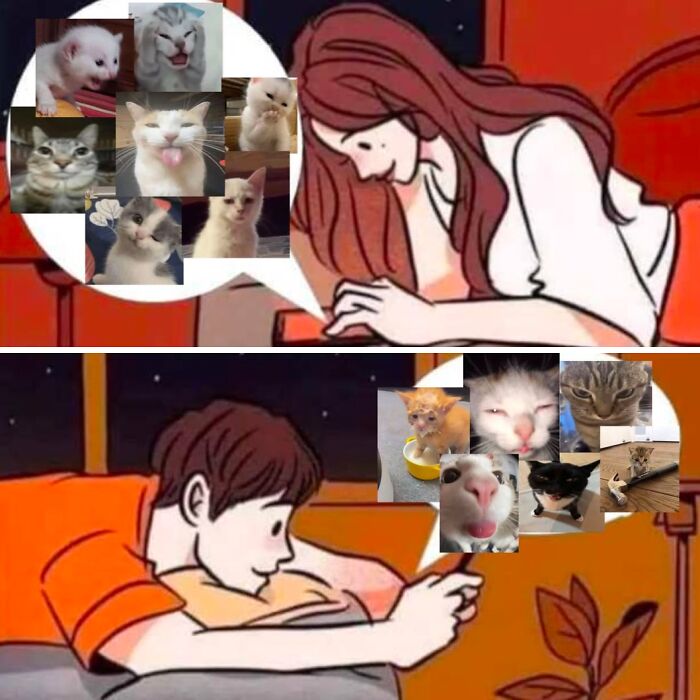 This Page Shares Everything Cats, And Here Are 65 Of Their Hilarious Photos And Memes