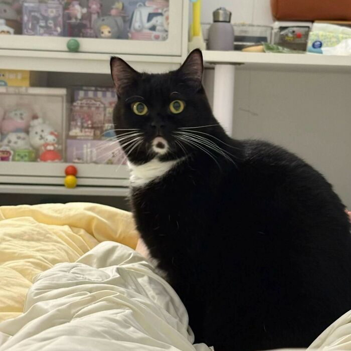 This Page Shares Everything Cats, And Here Are 65 Of Their Hilarious Photos And Memes