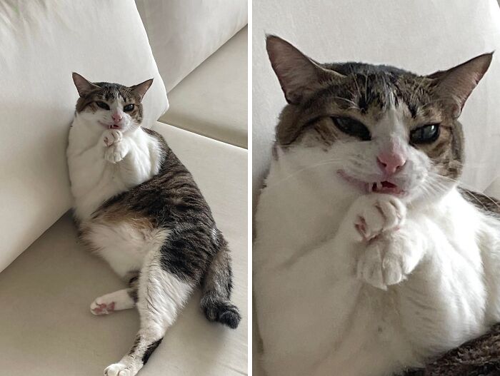 This Page Shares Everything Cats, And Here Are 65 Of Their Hilarious Photos And Memes