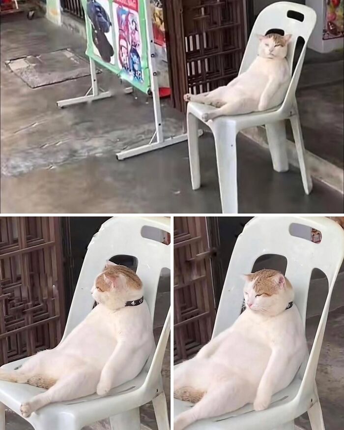 This Page Shares Everything Cats, And Here Are 65 Of Their Hilarious Photos And Memes