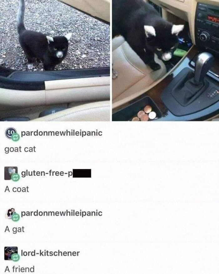 This Page Shares Everything Cats, And Here Are 65 Of Their Hilarious Photos And Memes