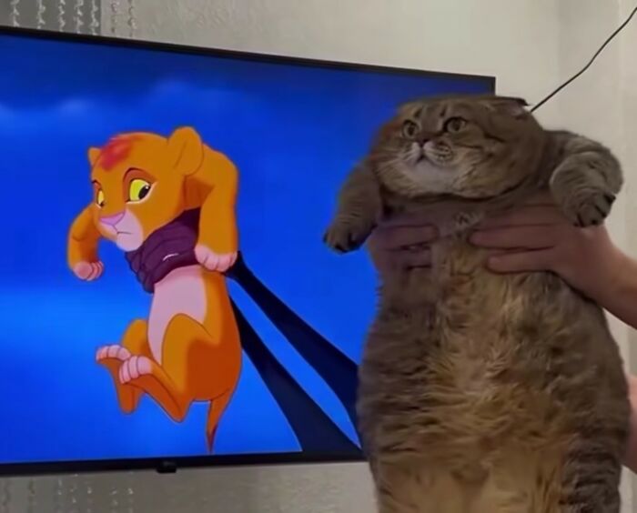 This Page Shares Everything Cats, And Here Are 65 Of Their Hilarious Photos And Memes