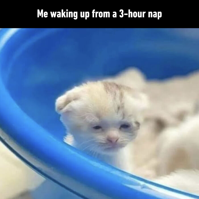 This Page Shares Everything Cats, And Here Are 65 Of Their Hilarious Photos And Memes