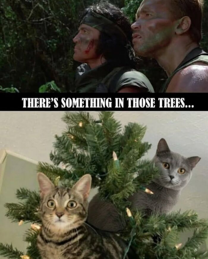 This Page Shares Everything Cats, And Here Are 65 Of Their Hilarious Photos And Memes