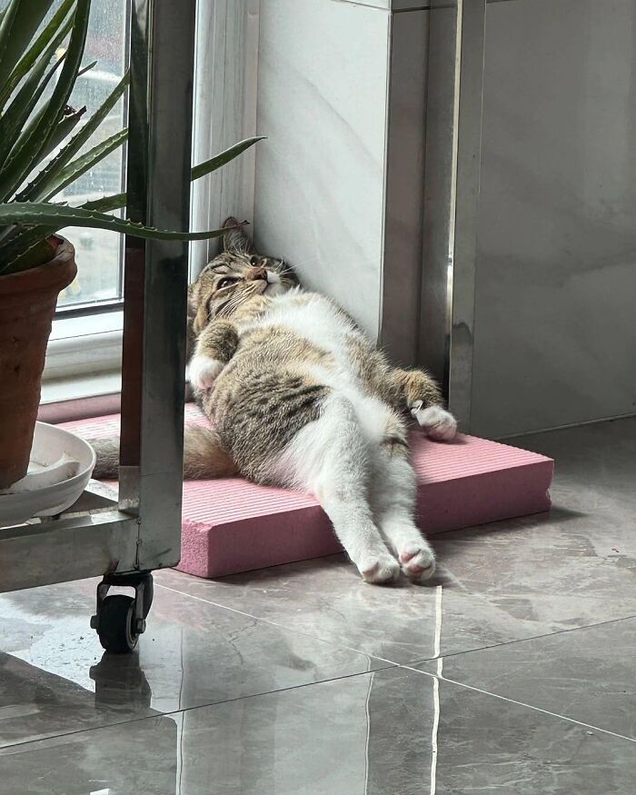 This Page Shares Everything Cats, And Here Are 65 Of Their Hilarious Photos And Memes