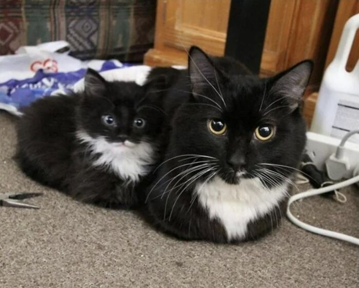 This Page Shares Everything Cats, And Here Are 65 Of Their Hilarious Photos And Memes