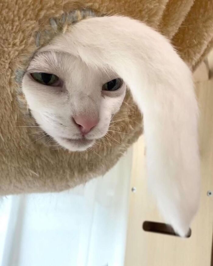 This Page Shares Everything Cats, And Here Are 65 Of Their Hilarious Photos And Memes