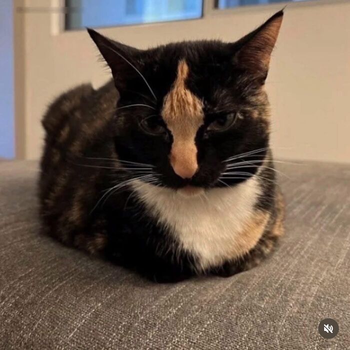 This Page Shares Everything Cats, And Here Are 65 Of Their Hilarious Photos And Memes