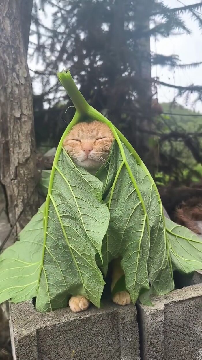 This Page Shares Everything Cats, And Here Are 65 Of Their Hilarious Photos And Memes