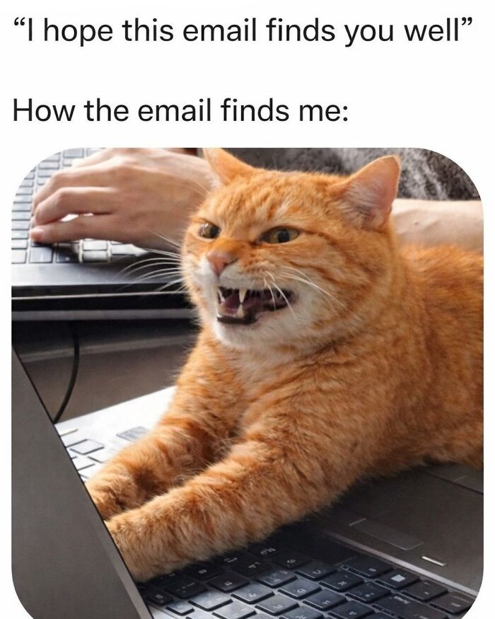 This Page Shares Everything Cats, And Here Are 65 Of Their Hilarious Photos And Memes