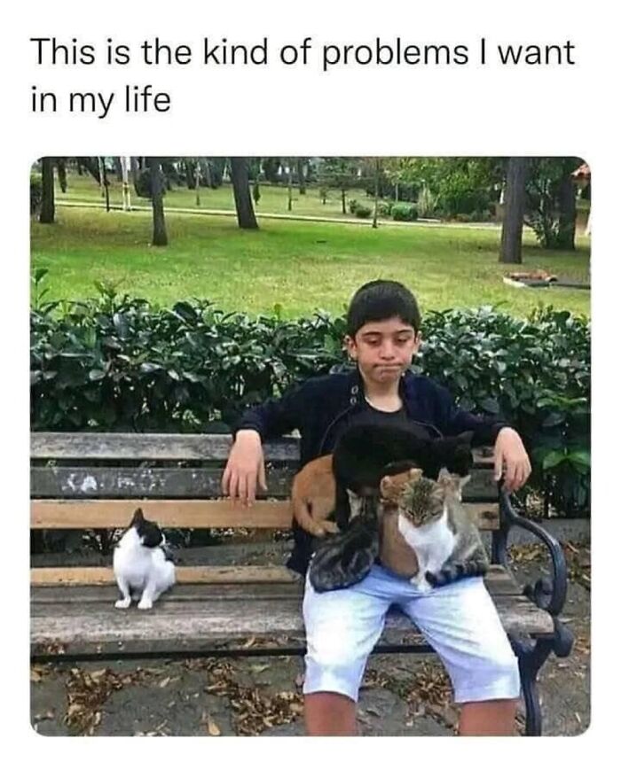 This Page Shares Everything Cats, And Here Are 65 Of Their Hilarious Photos And Memes