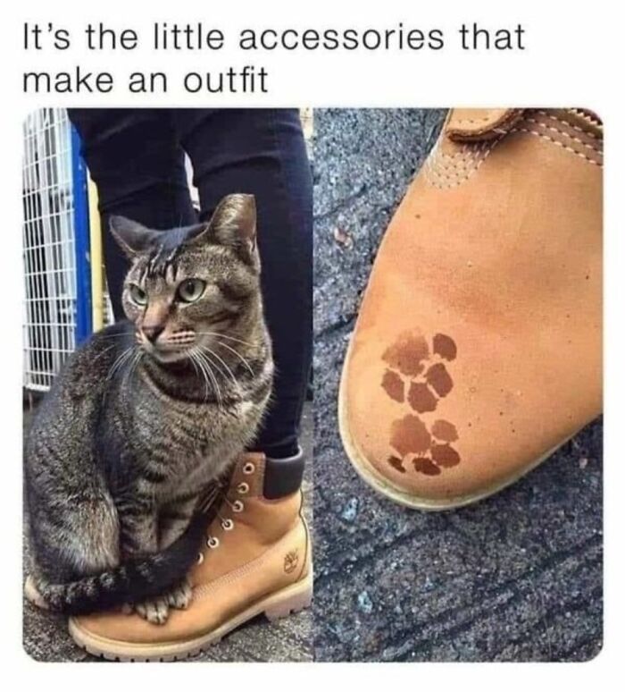 This Page Shares Everything Cats, And Here Are 65 Of Their Hilarious Photos And Memes