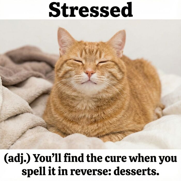 This Page Shares Everything Cats, And Here Are 65 Of Their Hilarious Photos And Memes