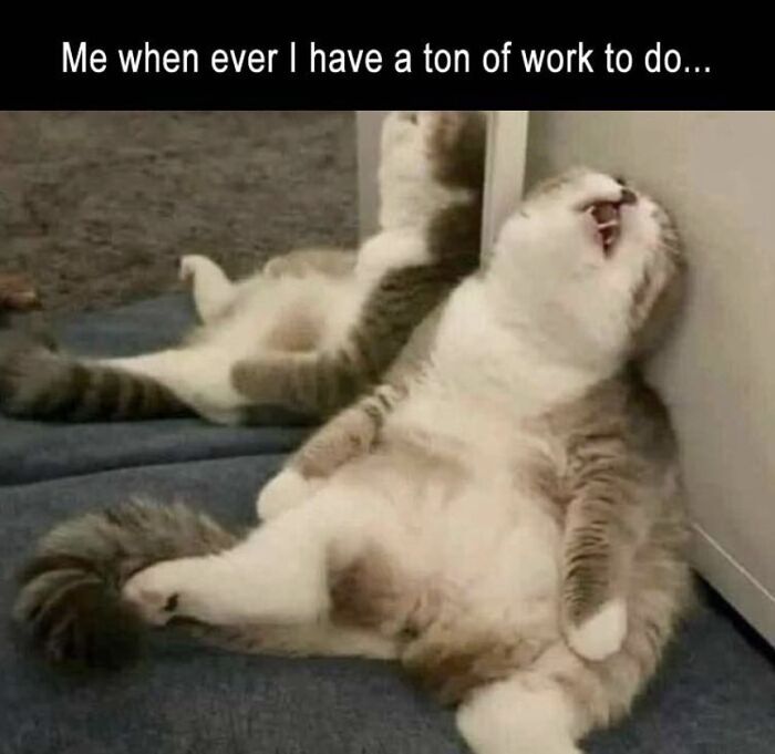 This Page Shares Everything Cats, And Here Are 65 Of Their Hilarious Photos And Memes