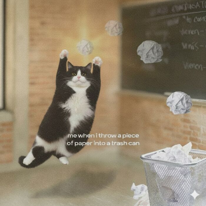 This Page Shares Everything Cats, And Here Are 65 Of Their Hilarious Photos And Memes