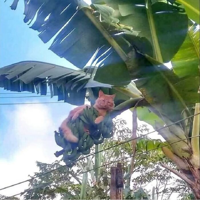 This Page Shares Everything Cats, And Here Are 65 Of Their Hilarious Photos And Memes