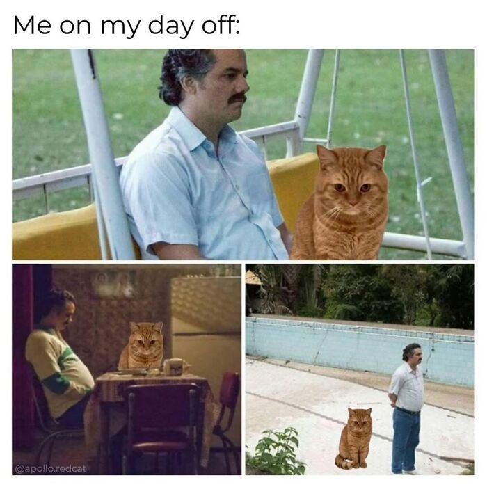 This Page Shares Everything Cats, And Here Are 65 Of Their Hilarious Photos And Memes