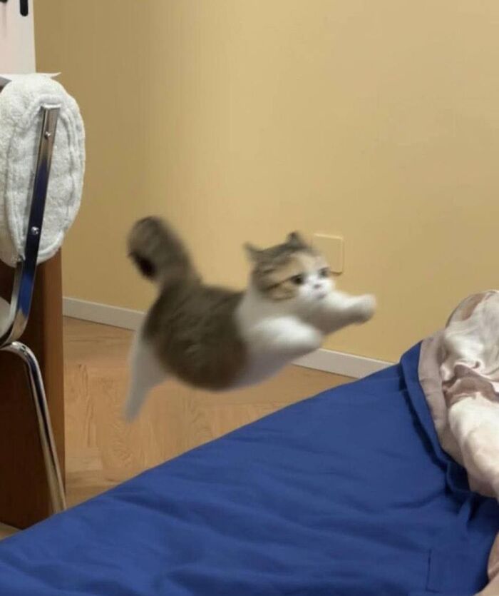 This Page Shares Everything Cats, And Here Are 65 Of Their Hilarious Photos And Memes