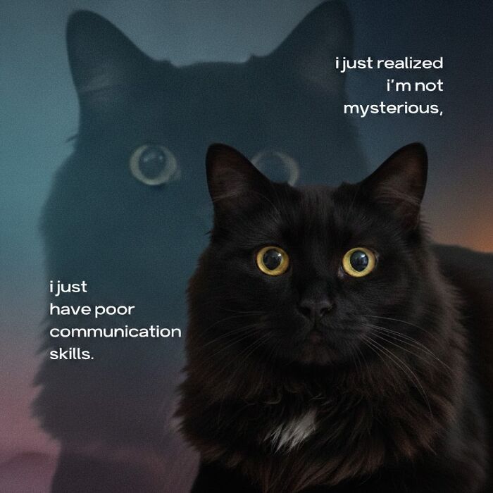 This Page Shares Everything Cats, And Here Are 65 Of Their Hilarious Photos And Memes