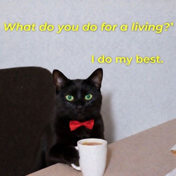 This Page Shares Everything Cats, And Here Are 65 Of Their Hilarious Photos And Memes