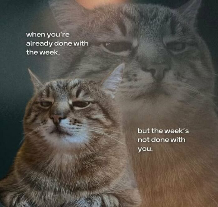 This Page Shares Everything Cats, And Here Are 65 Of Their Hilarious Photos And Memes