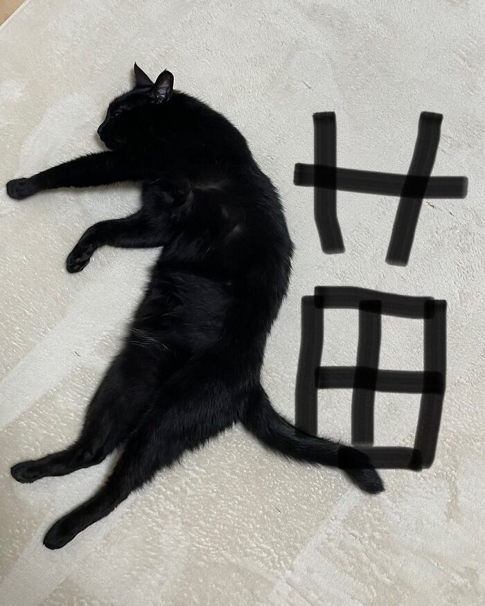 This Page Shares Everything Cats, And Here Are 65 Of Their Hilarious Photos And Memes